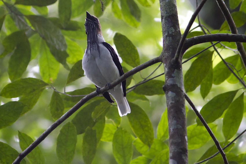 Bearded Bellbird - Niels Poul Dreyer