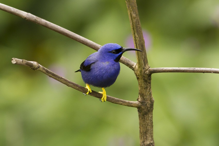 Purple Honeycreeper - ML205096661