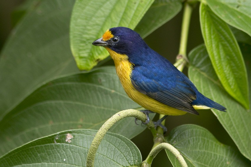 Violaceous Euphonia - ML205096671