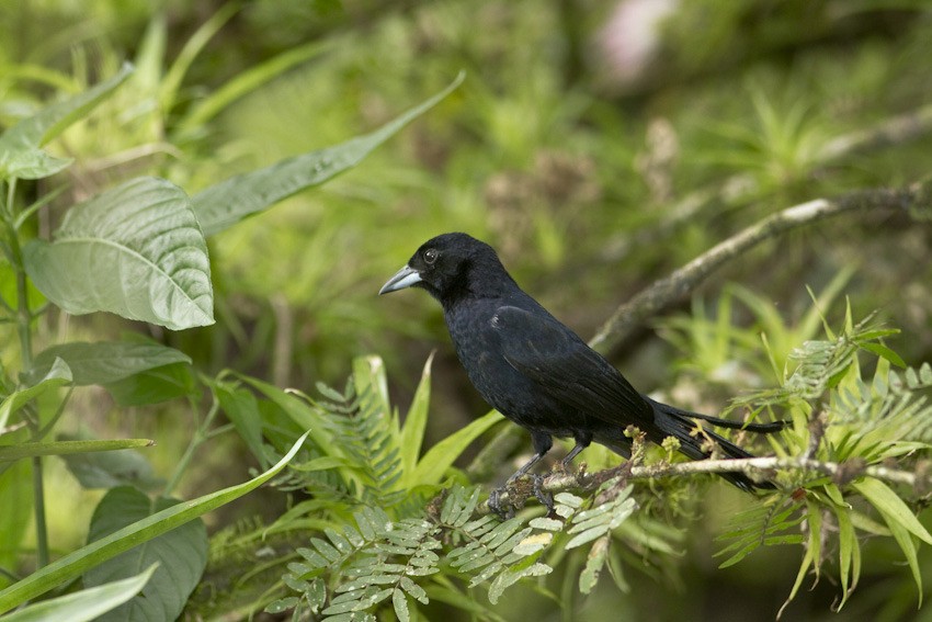 White-lined Tanager - ML205096691