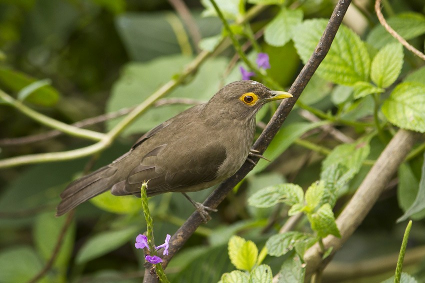 Spectacled Thrush - ML205096701