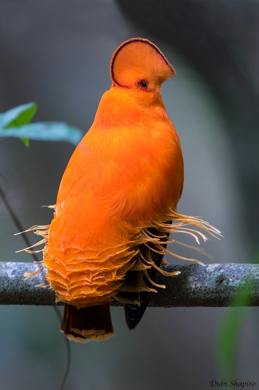 Guianan Cock-of-the-rock - Dubi Shapiro