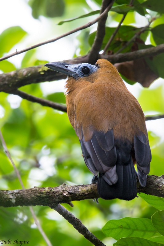 Capuchinbird - Dubi Shapiro