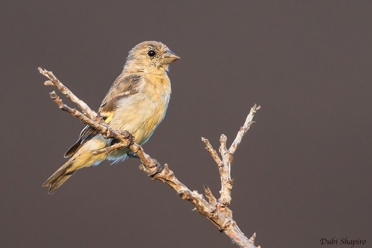 Red Siskin - Dubi Shapiro