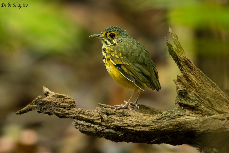 Spotted Antpitta - Dubi Shapiro