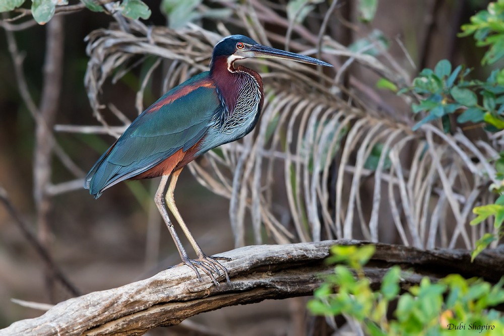 Agami Heron - ML205097111