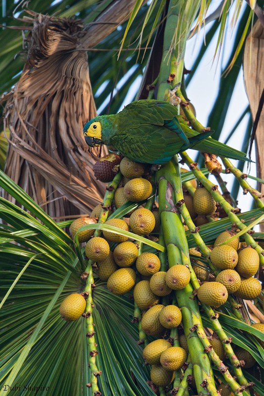 Red-bellied Macaw - ML205097211