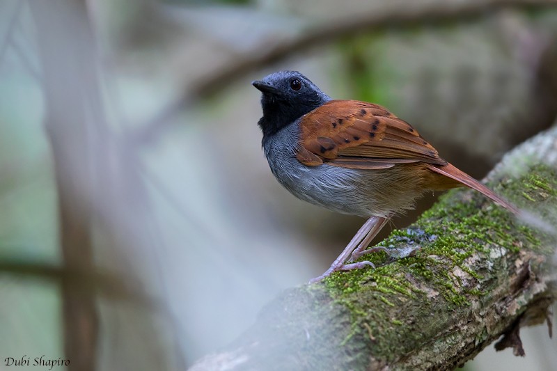 White-bellied Antbird - Dubi Shapiro