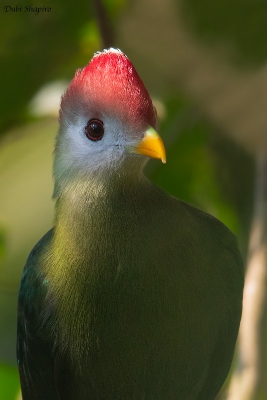 Turaco Crestirrojo - ML205097321