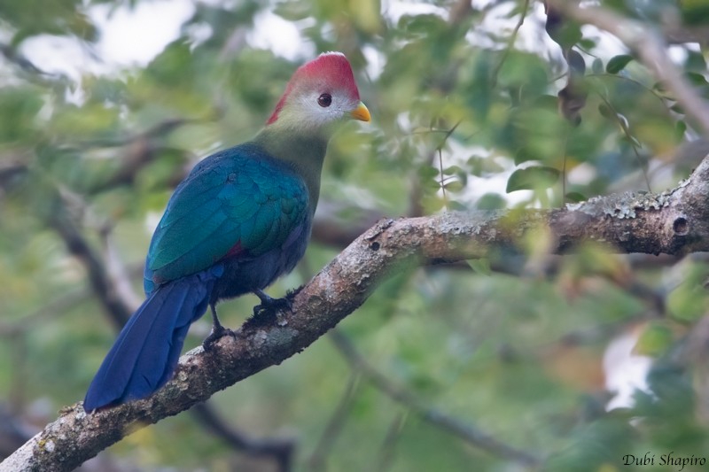 Turaco Crestirrojo - ML205097331