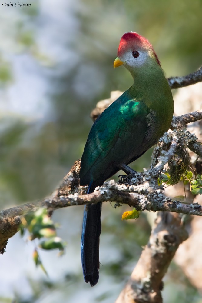 Turaco Crestirrojo - ML205097341