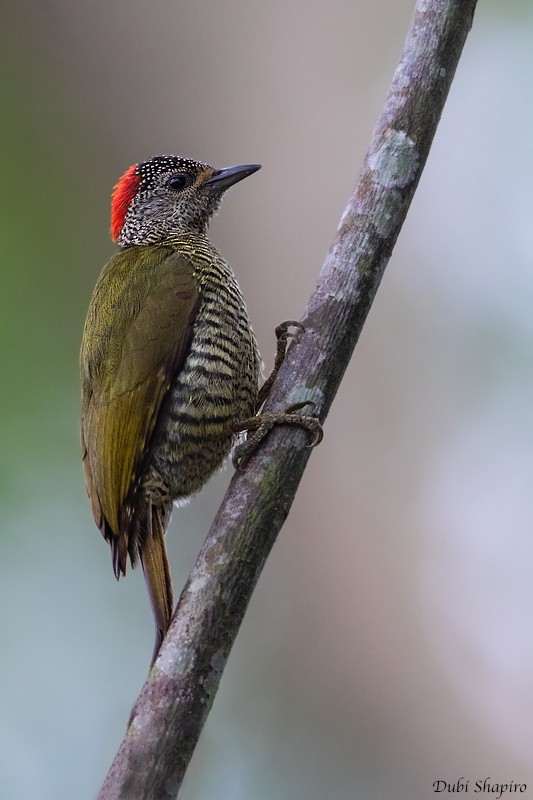 Green-backed Woodpecker (Plain-backed) - Dubi Shapiro