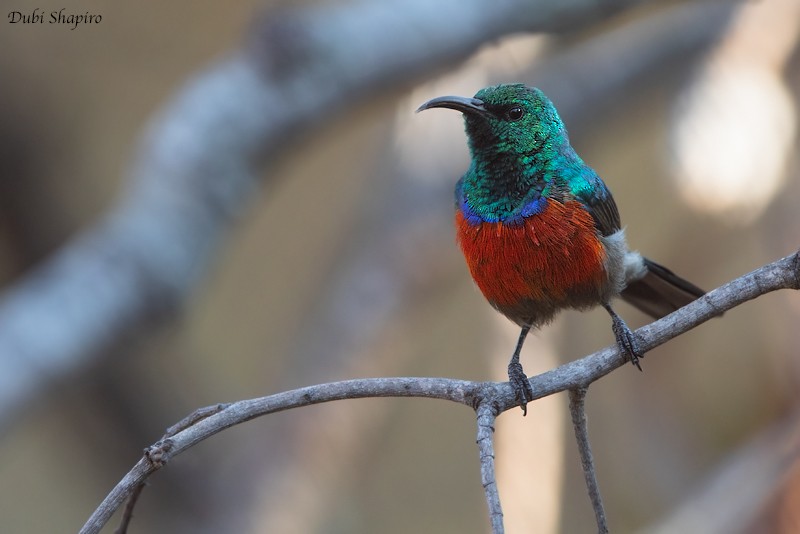 Montane Double-collared Sunbird (Western) - ML205097511