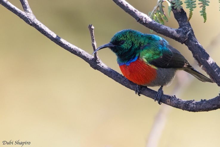 Montane Double-collared Sunbird (Western) - Dubi Shapiro