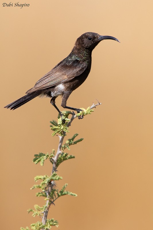 Dusky Sunbird - Dubi Shapiro