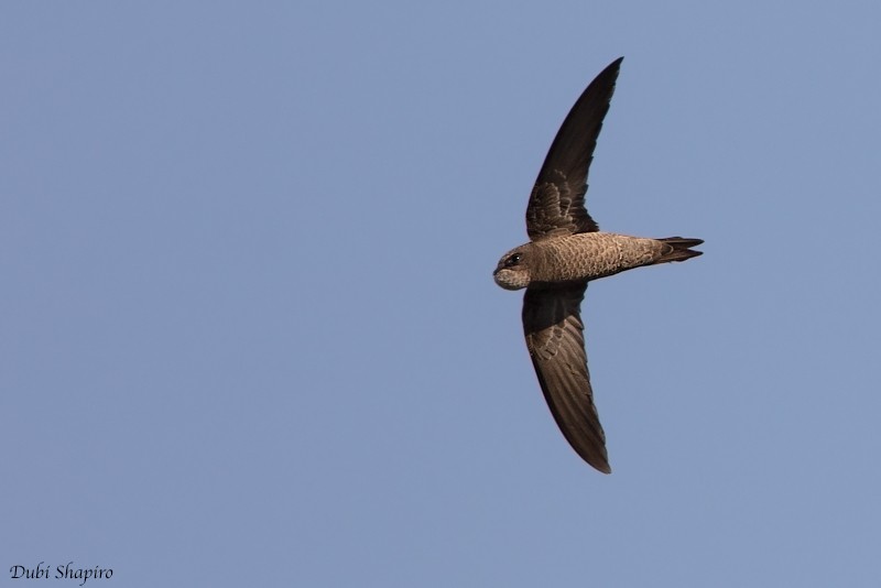 Mottled Swift - ML205097591