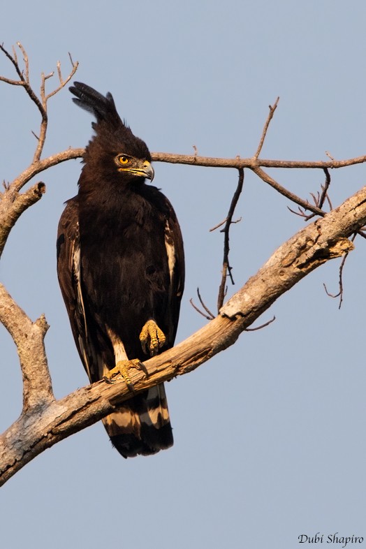 Long-crested Eagle - ML205097731