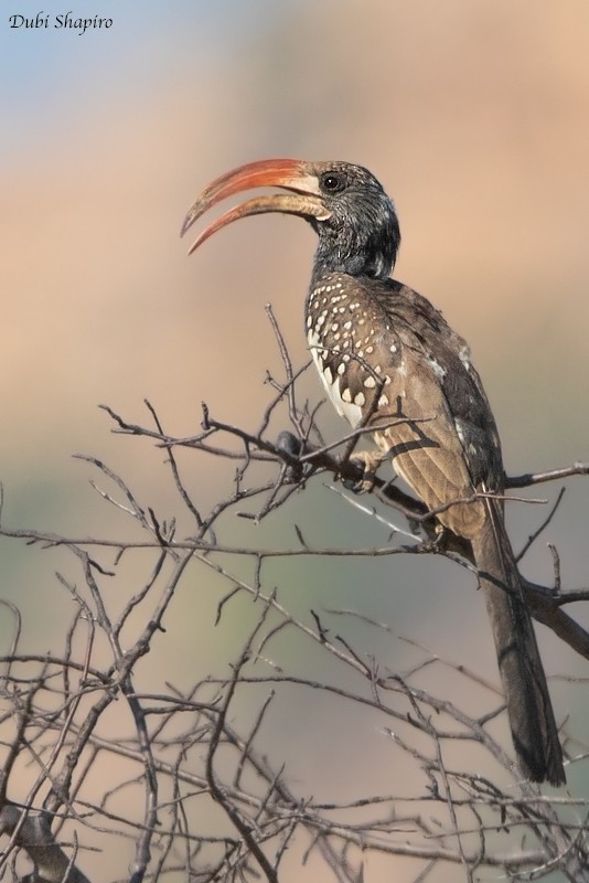 Monteiro's Hornbill - Dubi Shapiro