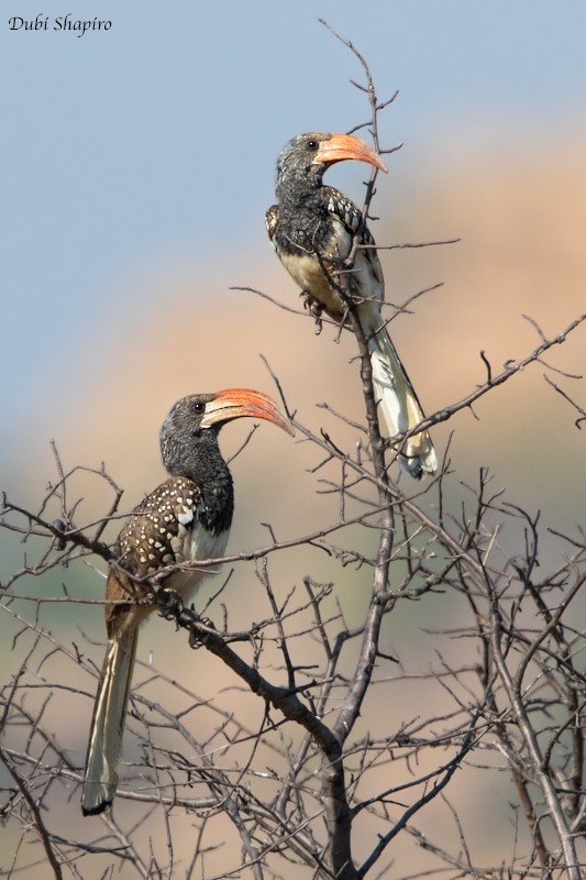 Monteiro's Hornbill - ML205097801