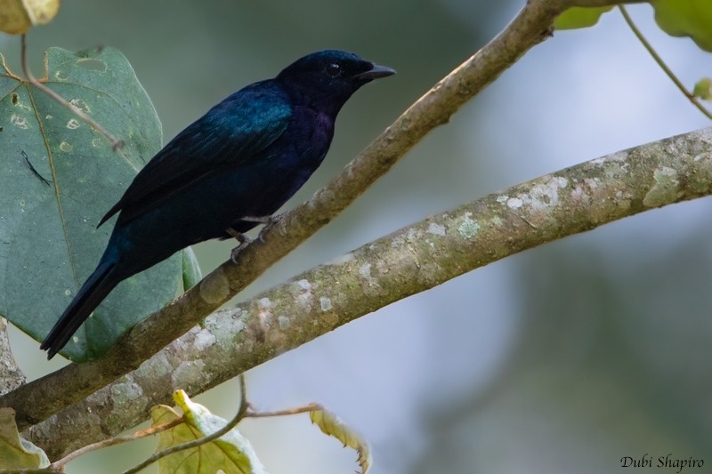 Purple-throated Cuckooshrike - ML205097821