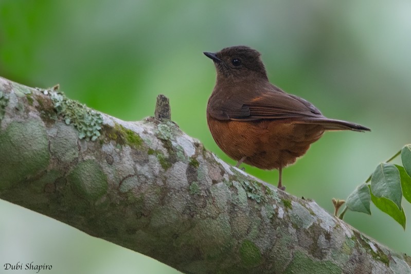 Rufous Flycatcher-Thrush - Dubi Shapiro