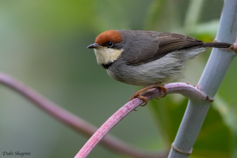 Rufous-crowned Eremomela - Dubi Shapiro
