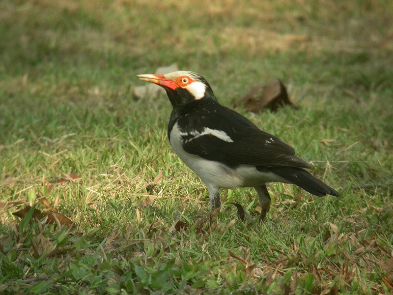 Siamese Pied Starling - ML205097911