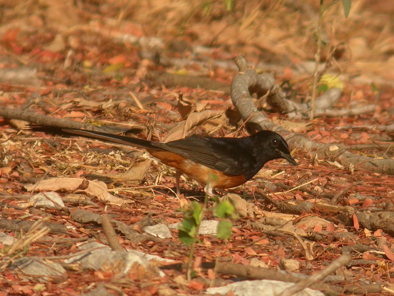 White-rumped Shama (White-rumped) - ML205097921