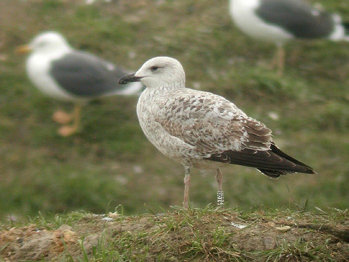 Gaviota Patiamarilla (michahellis) - ML205098381