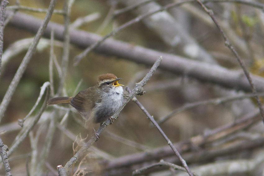 Gray-sided Bush Warbler - ML205098631