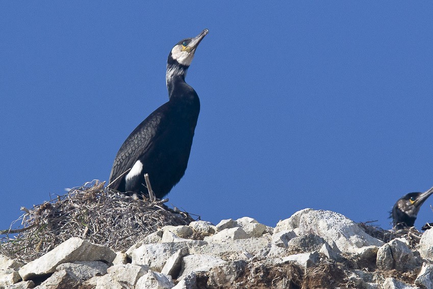 Japanese Cormorant - ML205098861