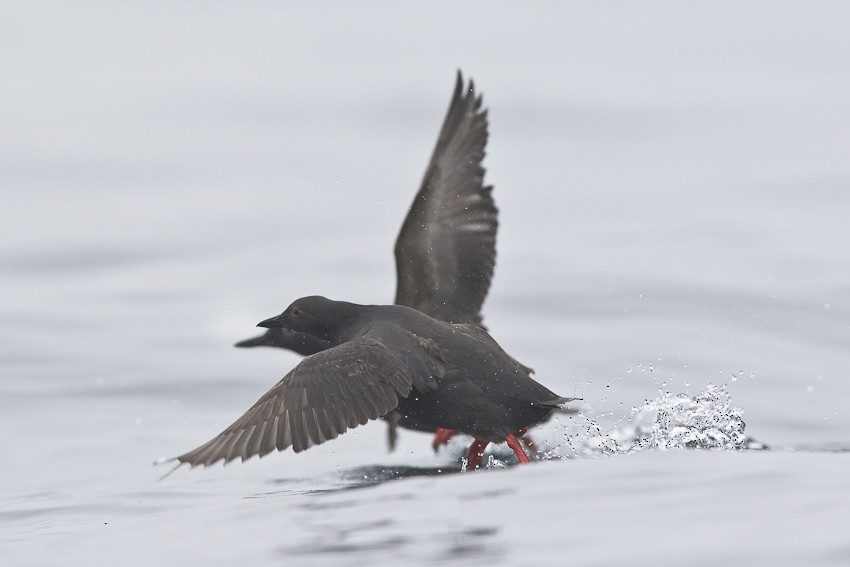 Pigeon Guillemot (snowi) - Niels Poul Dreyer