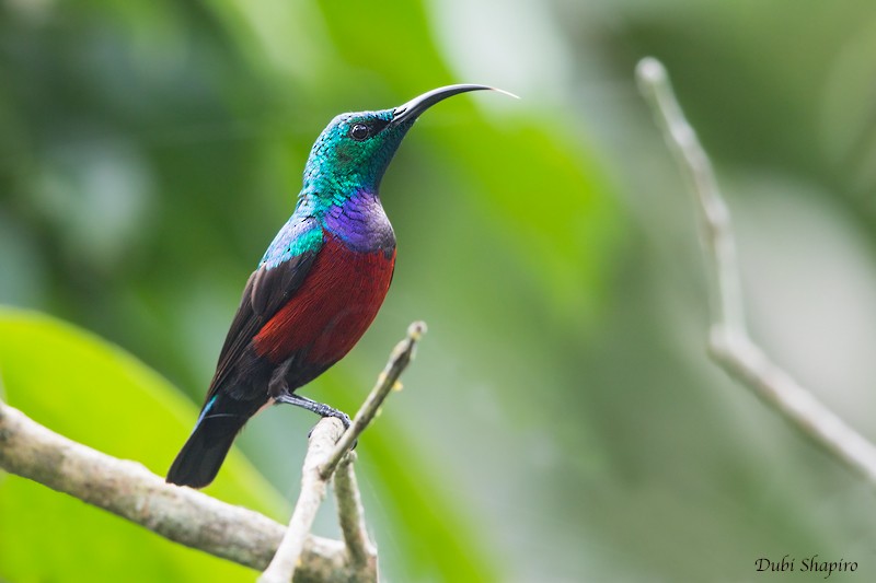 Johanna's Sunbird - Dubi Shapiro