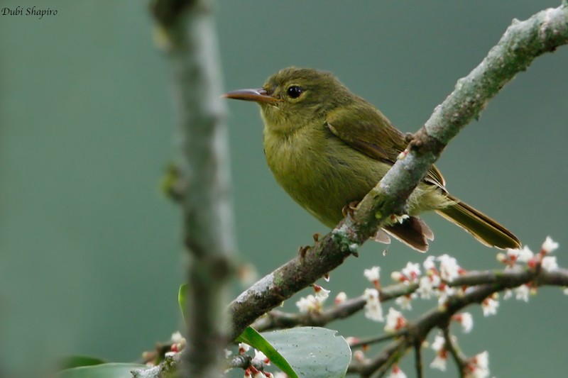 Fraser's Sunbird - Dubi Shapiro