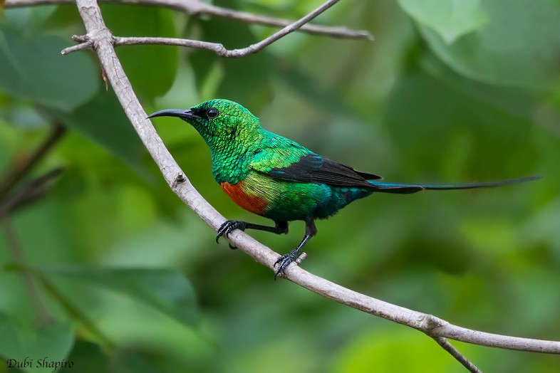 Beautiful Sunbird - ML205099041