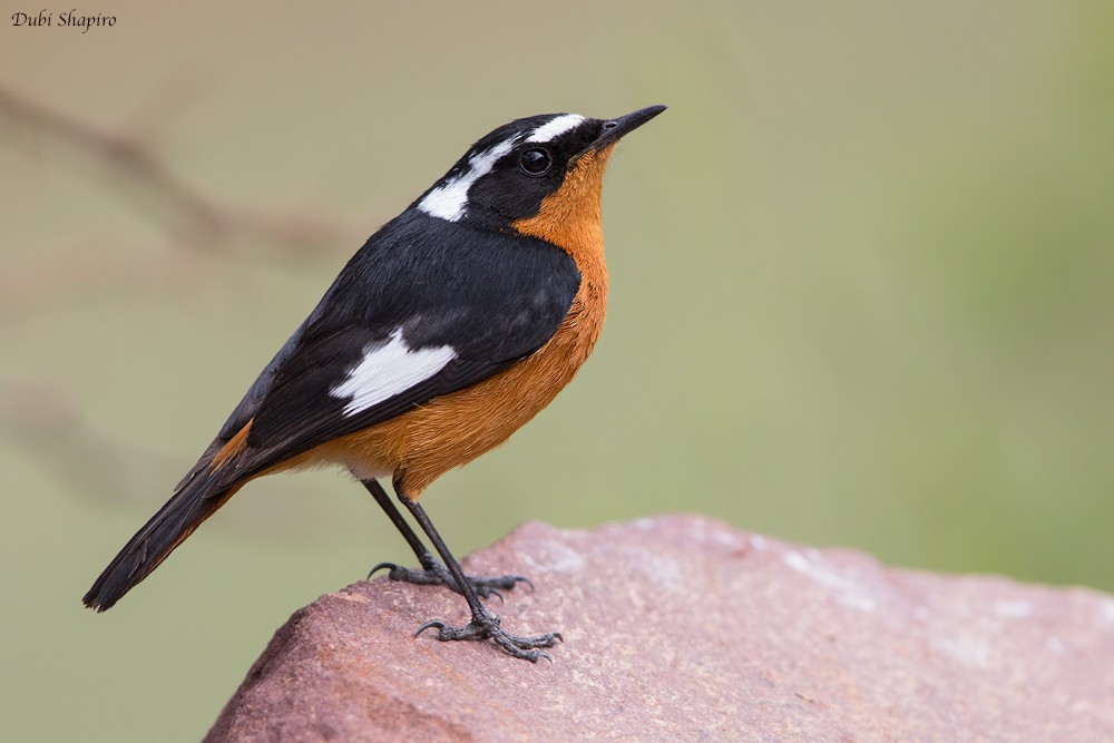 Moussier's Redstart - Dubi Shapiro