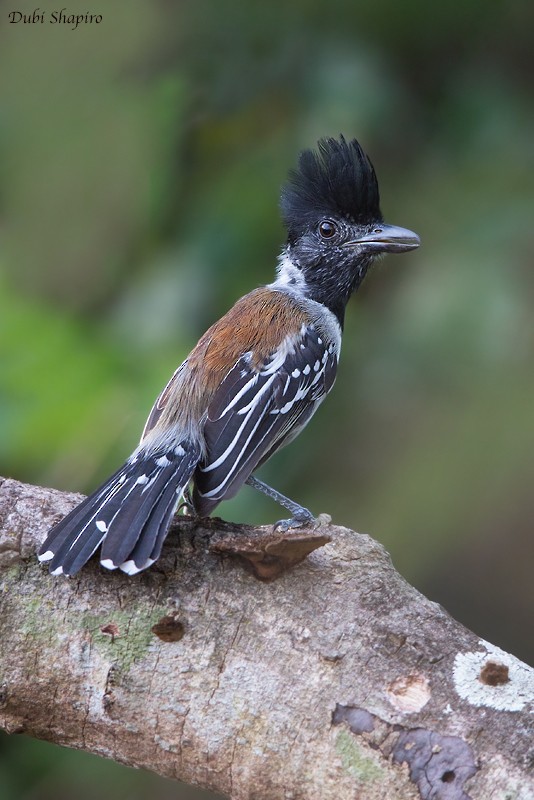 Black-crested Antshrike - ML205099371