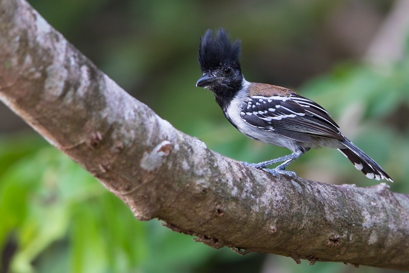 Black-crested Antshrike - ML205099381