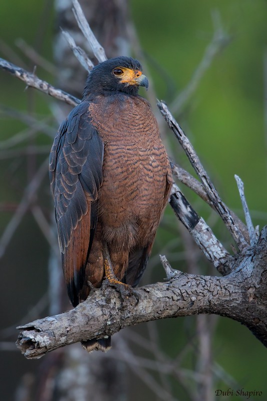 Rufous Crab Hawk - Dubi Shapiro