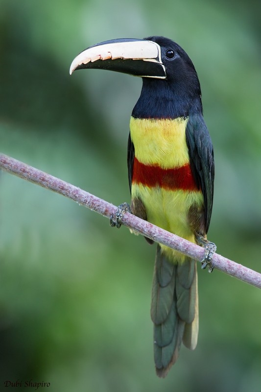 Black-necked Aracari - Dubi Shapiro