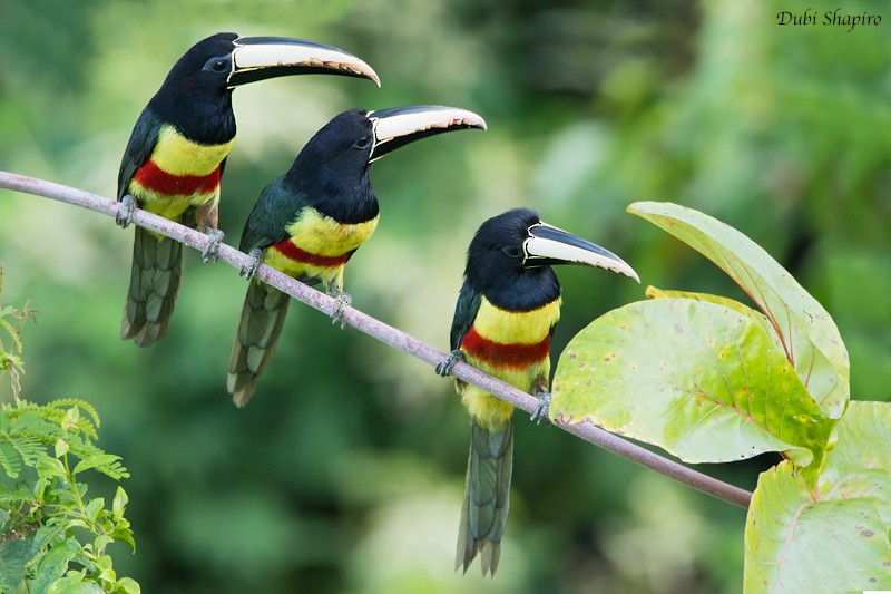 Black-necked Aracari - ML205099451