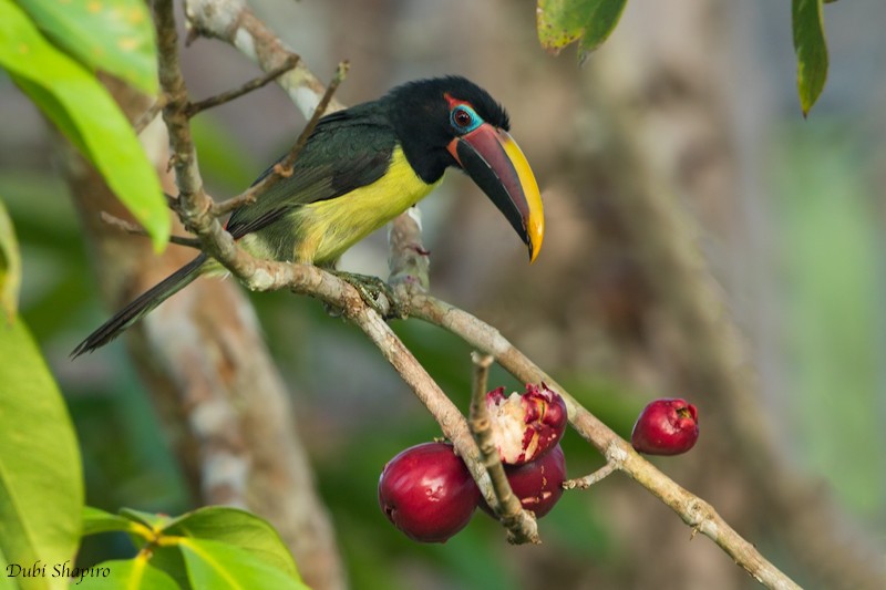 Green Aracari - Dubi Shapiro