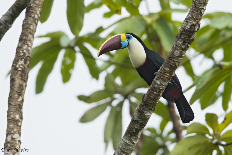 White-throated Toucan - ML205099481