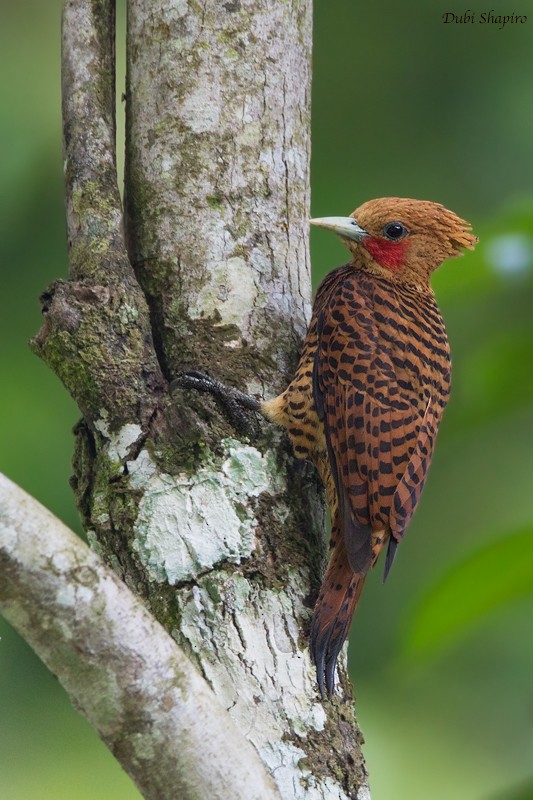 Waved Woodpecker (Waved) - ML205099511