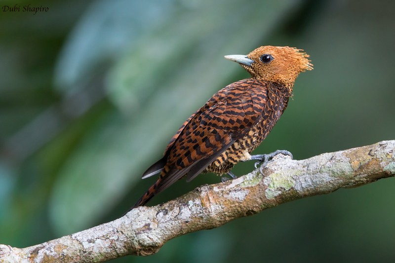 Waved Woodpecker (Waved) - ML205099521