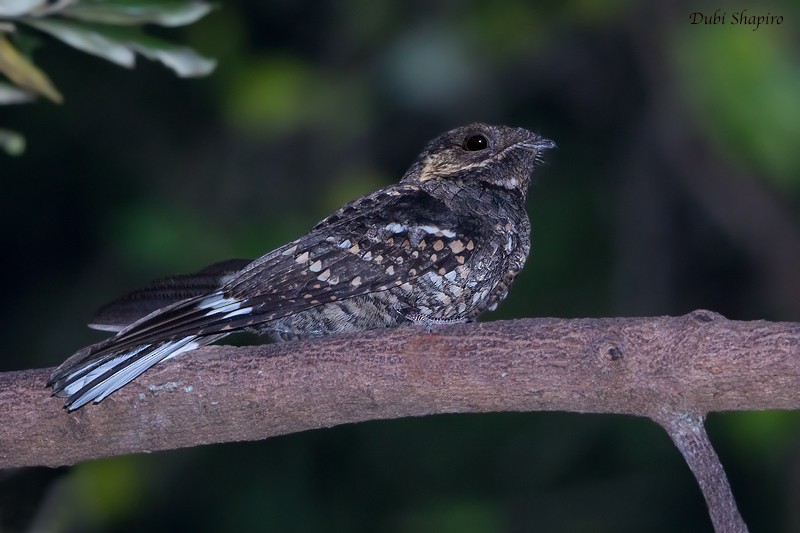 Mees's Nightjar - ML205099611