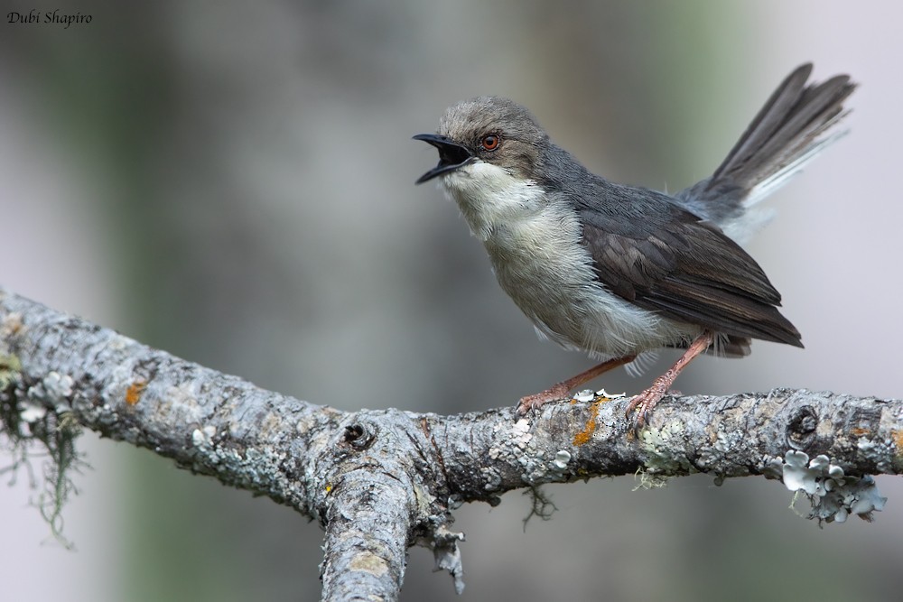 Gray Apalis (Angola) - Dubi Shapiro