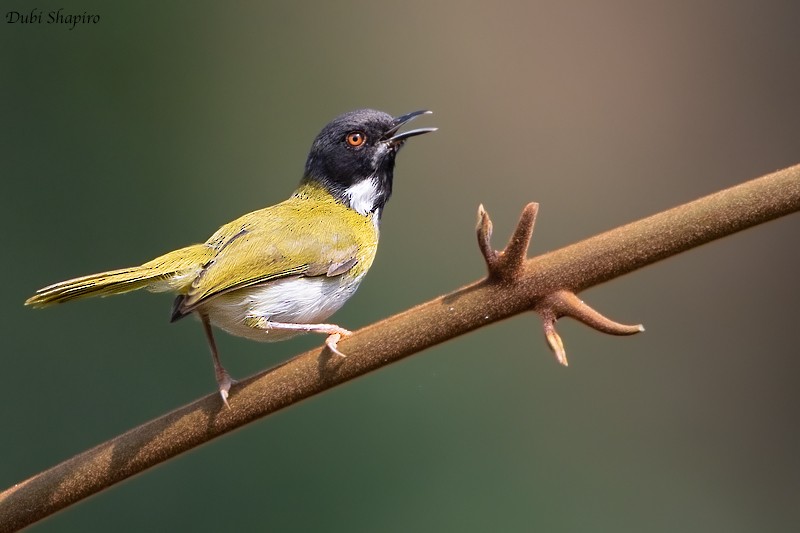 Masked Apalis - Dubi Shapiro