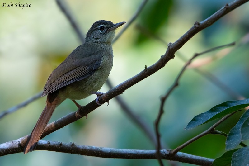 Bulbul Ventrirrufo - ML205099751