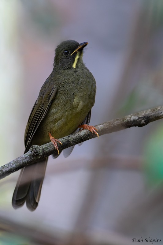 Yellow-whiskered Greenbul - ML205099761